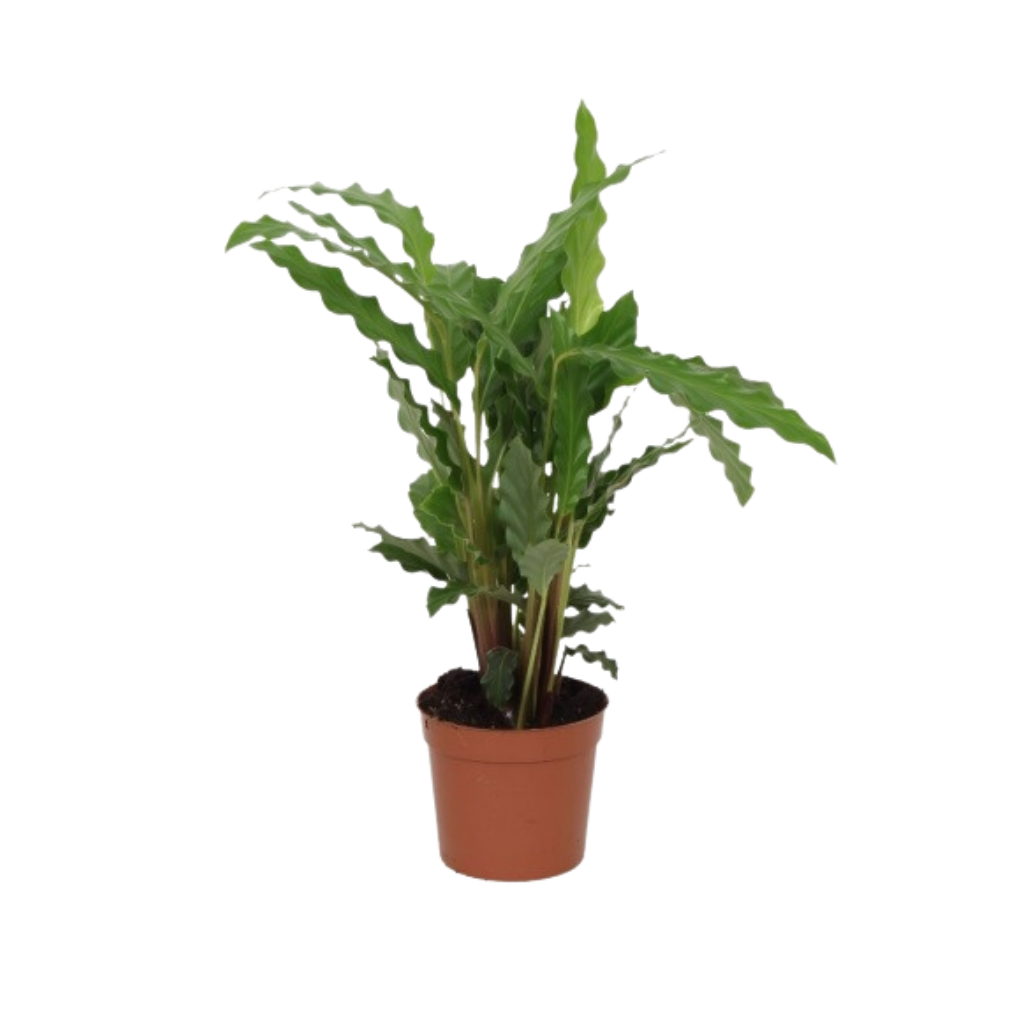 Pauwenplant (Calathea) H 40 ø 12 cm