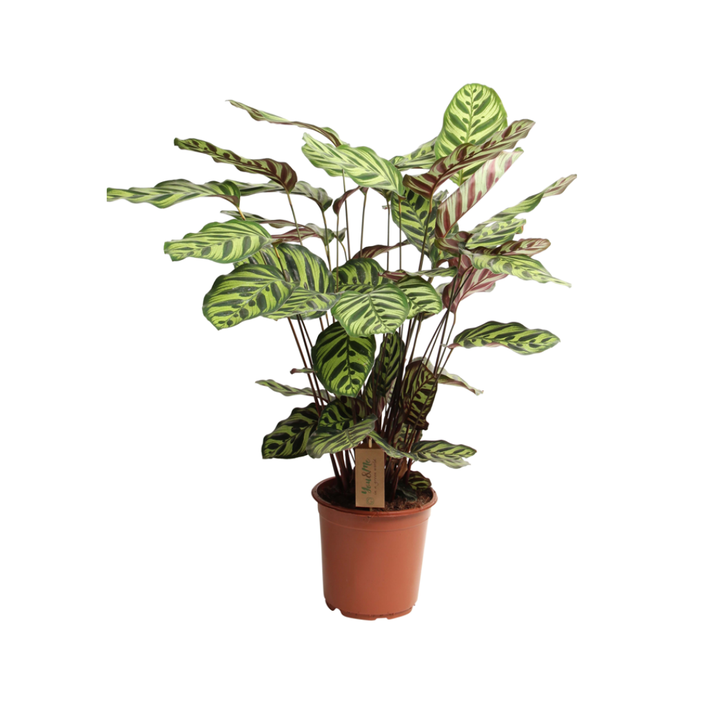 Pauwenplant (Calathea Makoyana) H 55 ø 21 cm