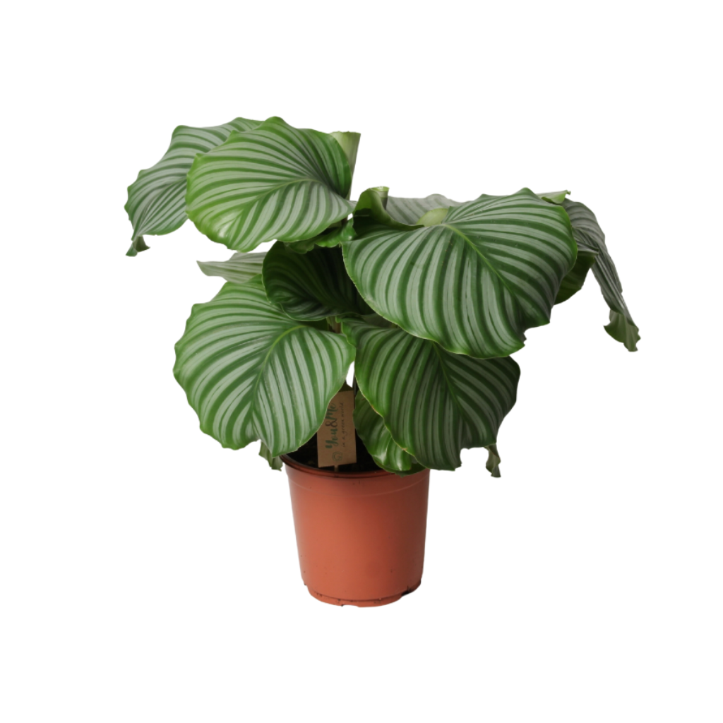 Pauwenplant (Calathea Orbifolia) H 60 ø 21 cm