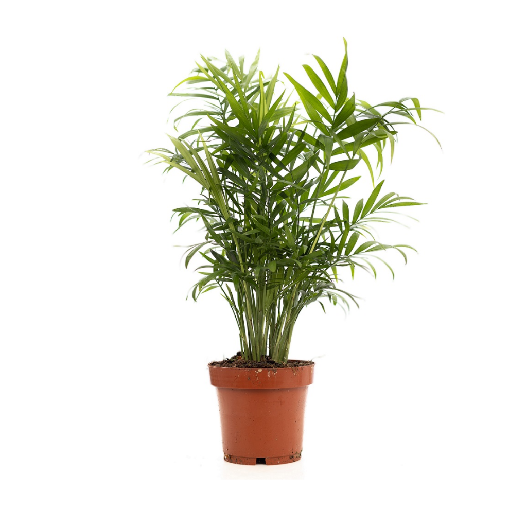 Mexicaanse Bergpalm (Chamaedorea Elegans) H 40 ø 12 cm