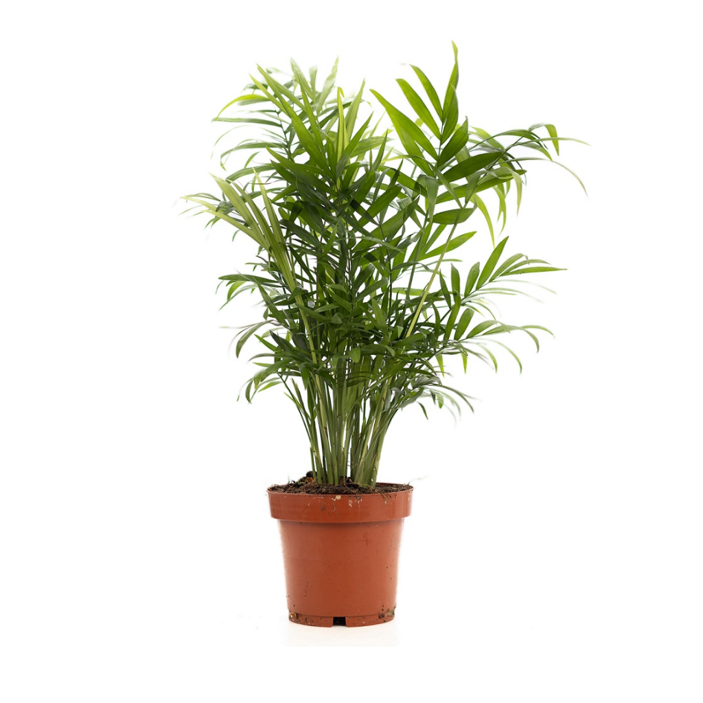 Dwergpalm (Chamaedorea Elegans) H 80 ø 19 cm