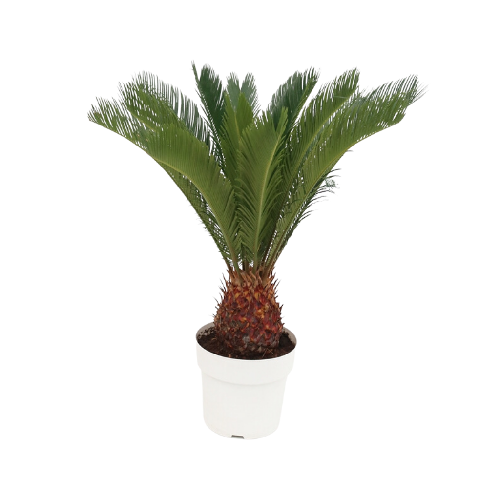 Vredespalm (Cycas Revoluta) H 60 ø 17 cm