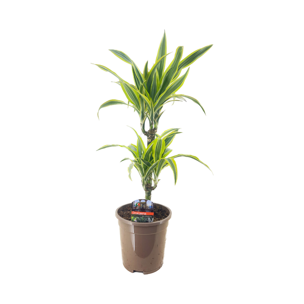 Drakenbloedboom (Dracaena Lemon Lime) H 70 ø 17 cm