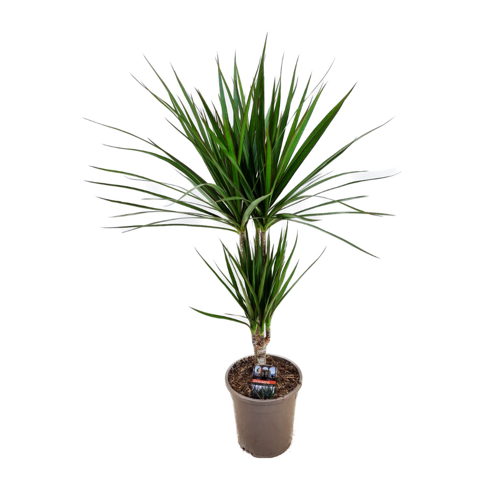 Drakenbloedboom (Dracaena Marginata) H 85 ø 17 cm