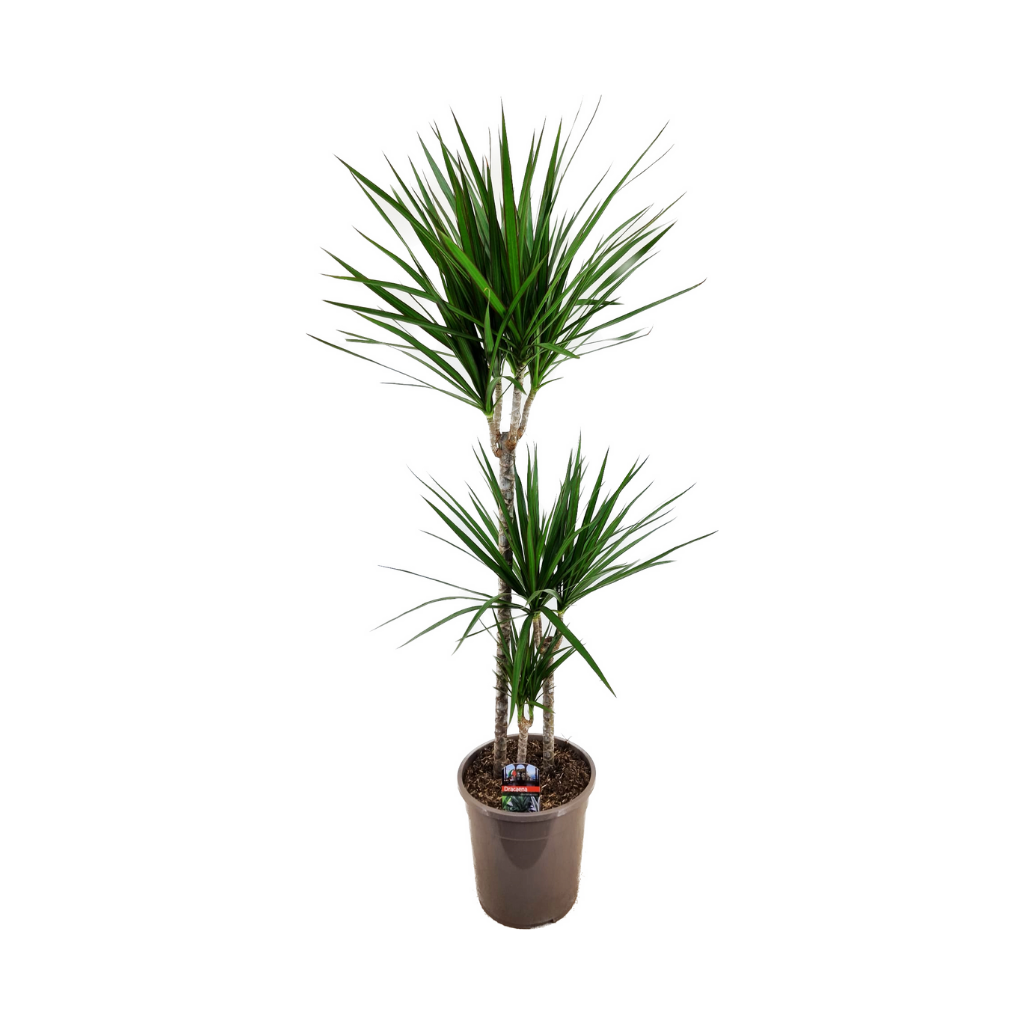 Drakenbloedboom (Dracaena Marginata) H 120 ø 24 cm