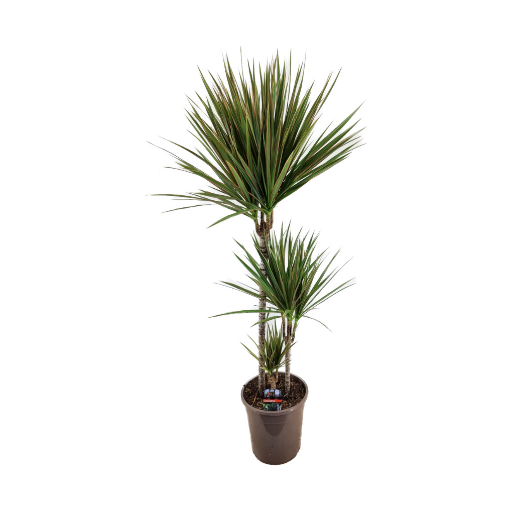 Drakenbloedboom (Dracaena Marginata Bicolor) H 120 ø 24 cm