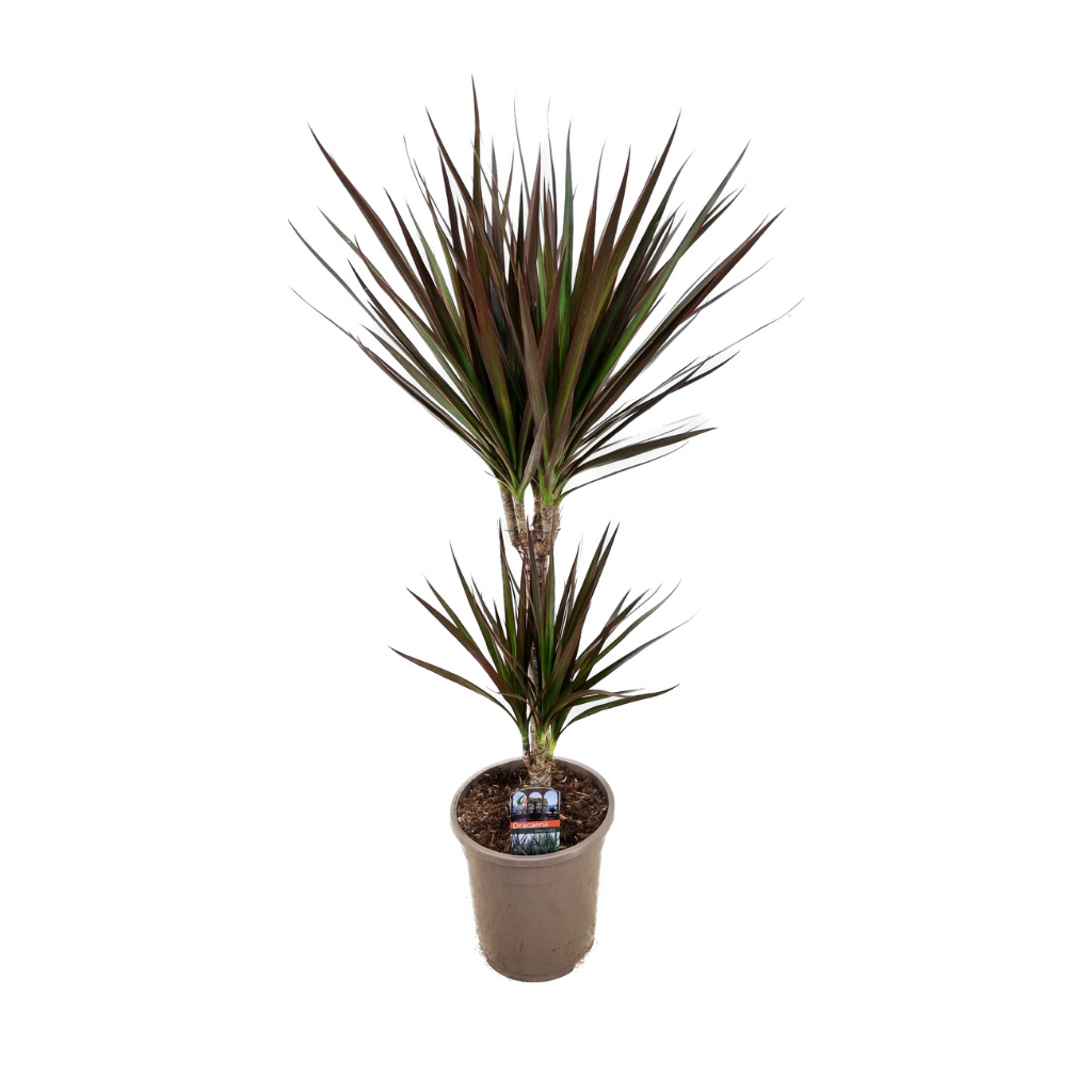 Drakenbloedboom (Dracaena Marginata Magenta) H 80 ø 17 cm