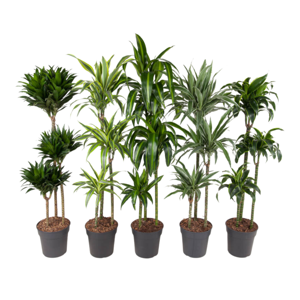 Drakenbloedboom (Dracaena Premium) H 140 ø 24 cm