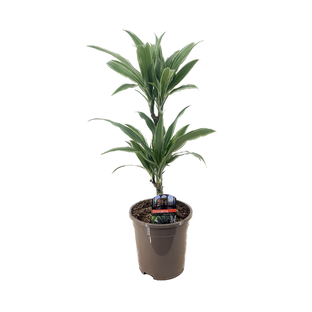 Drakenbloedboom (Dracaena Warneckei) H 70 ø 17 cm