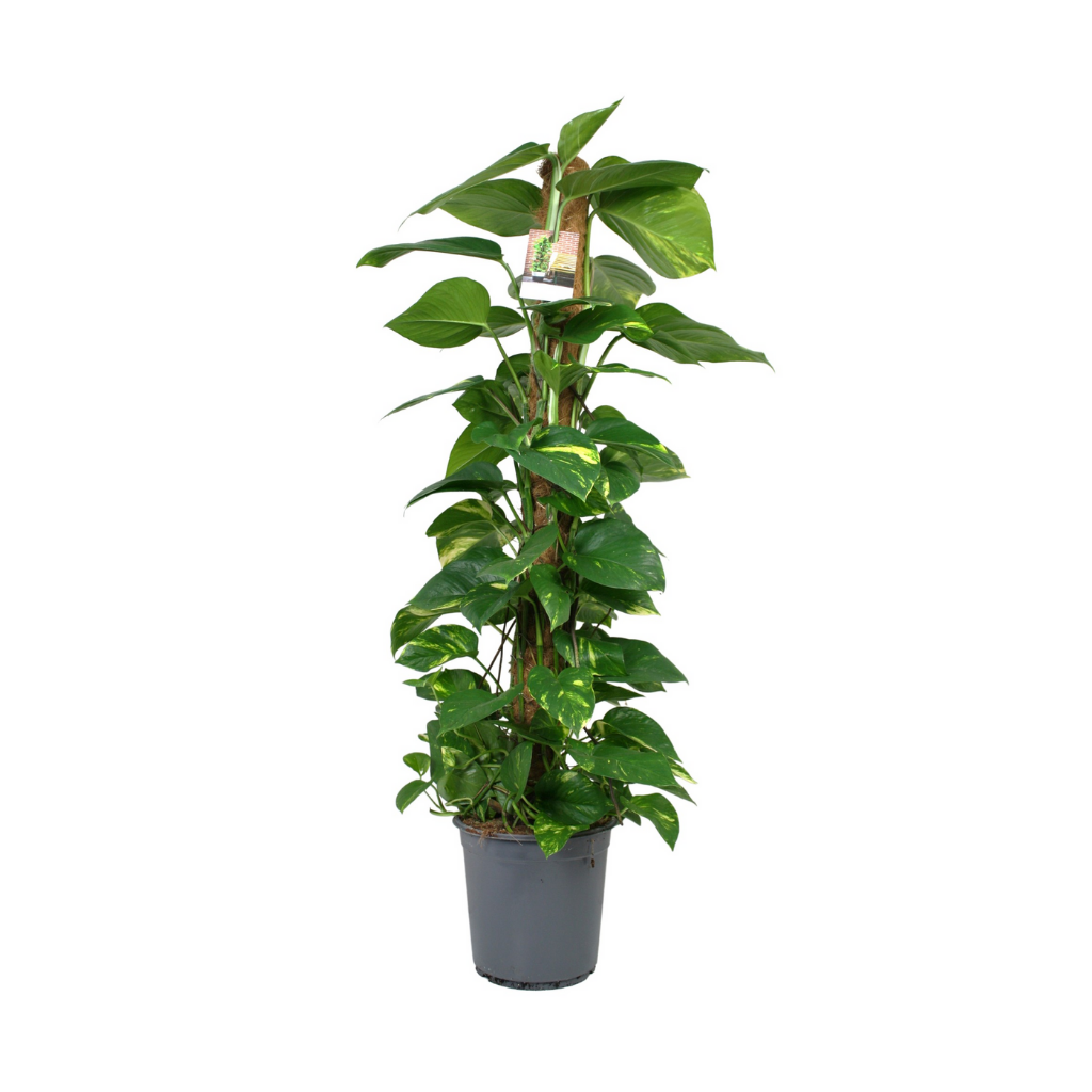 Drakenklimop (Epipremnum Aureum) H 120 ø 24 cm