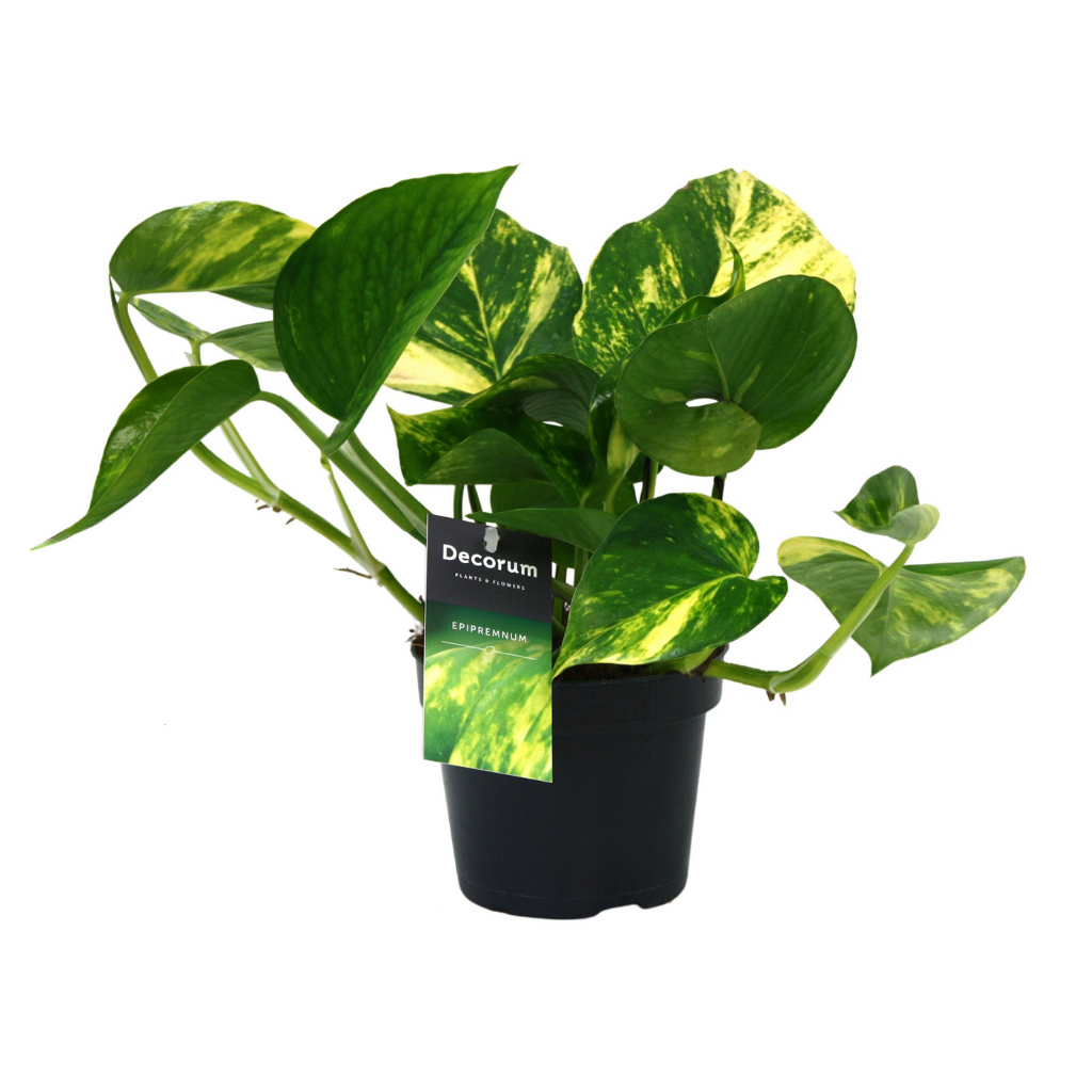 Drakenklimop (Epipremnum Aureum) H 25 ø 12 cm
