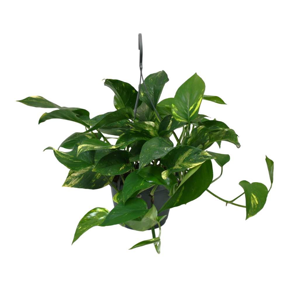 Drakenklimop (Epipremnum Aureum) H 40 ø 15 cm