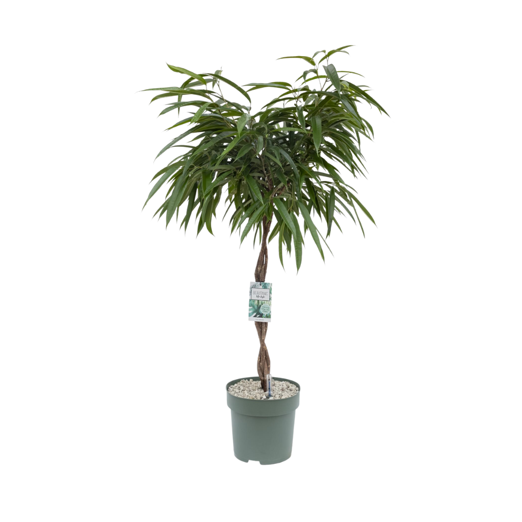 Rubberboom (Ficus Mahori) H 110 ø 27 cm