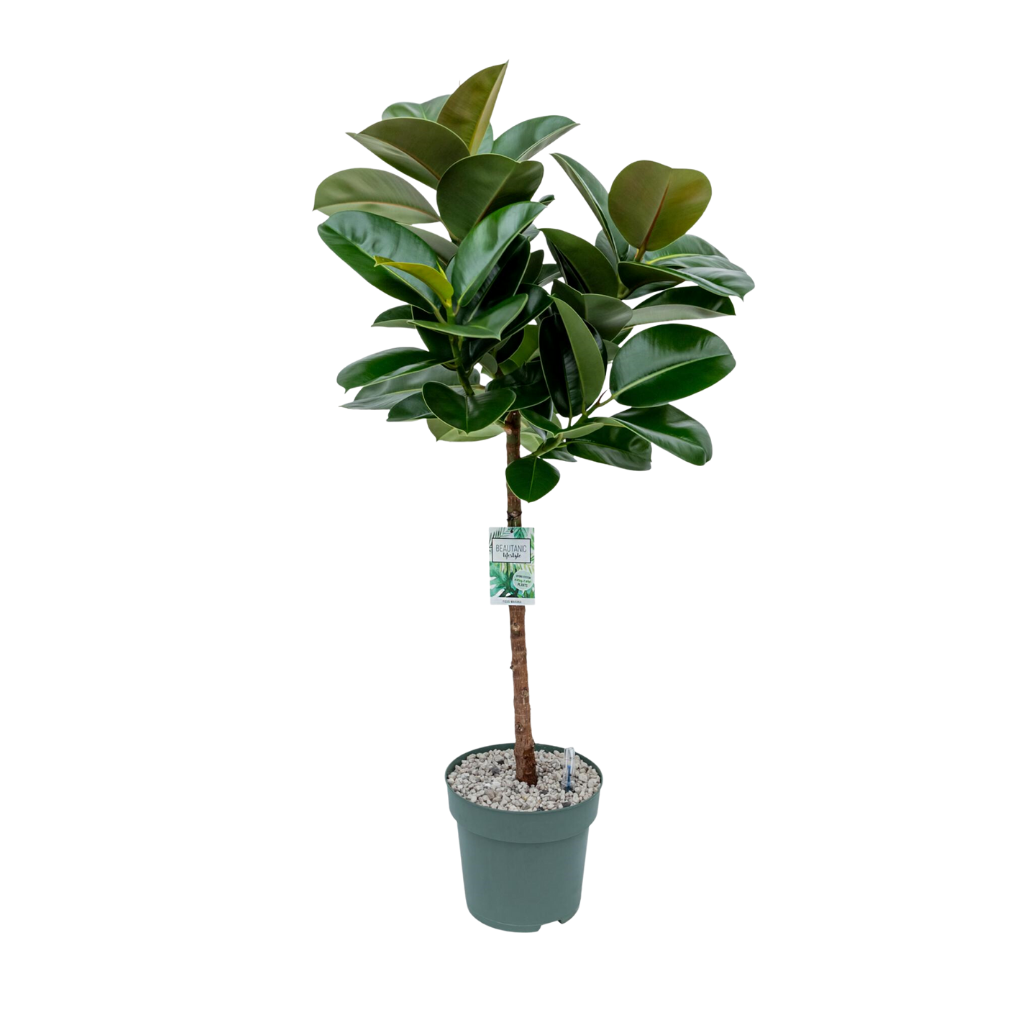 Rubberboom (Ficus Makana) H 120 ø 27 cm
