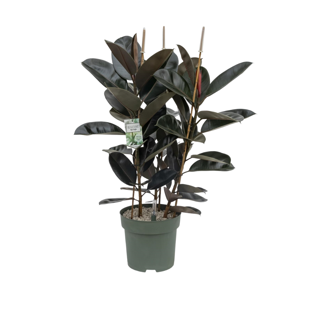Rubberboom (Ficus Mandela) H 120 ø 30 cm