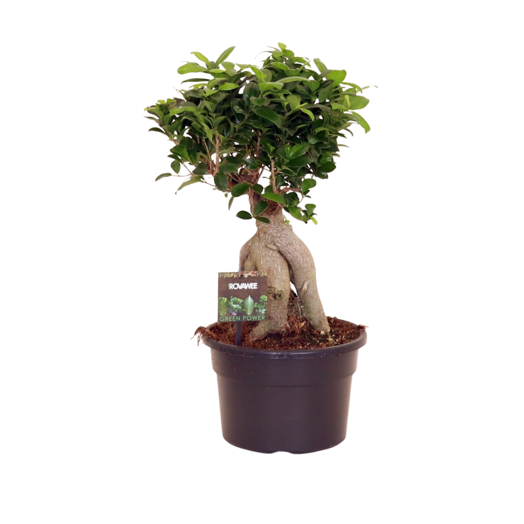 Rubberboom (Ficus Microcarpa Ginseng) H 40 ø 23 cm