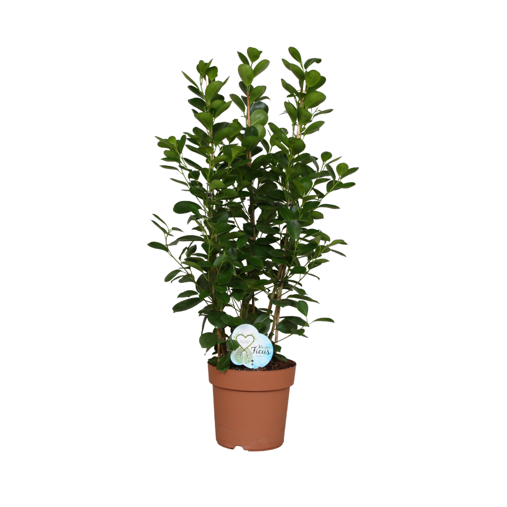 Rubberboom (Ficus Moclame Toef) H 90 ø 24 cm