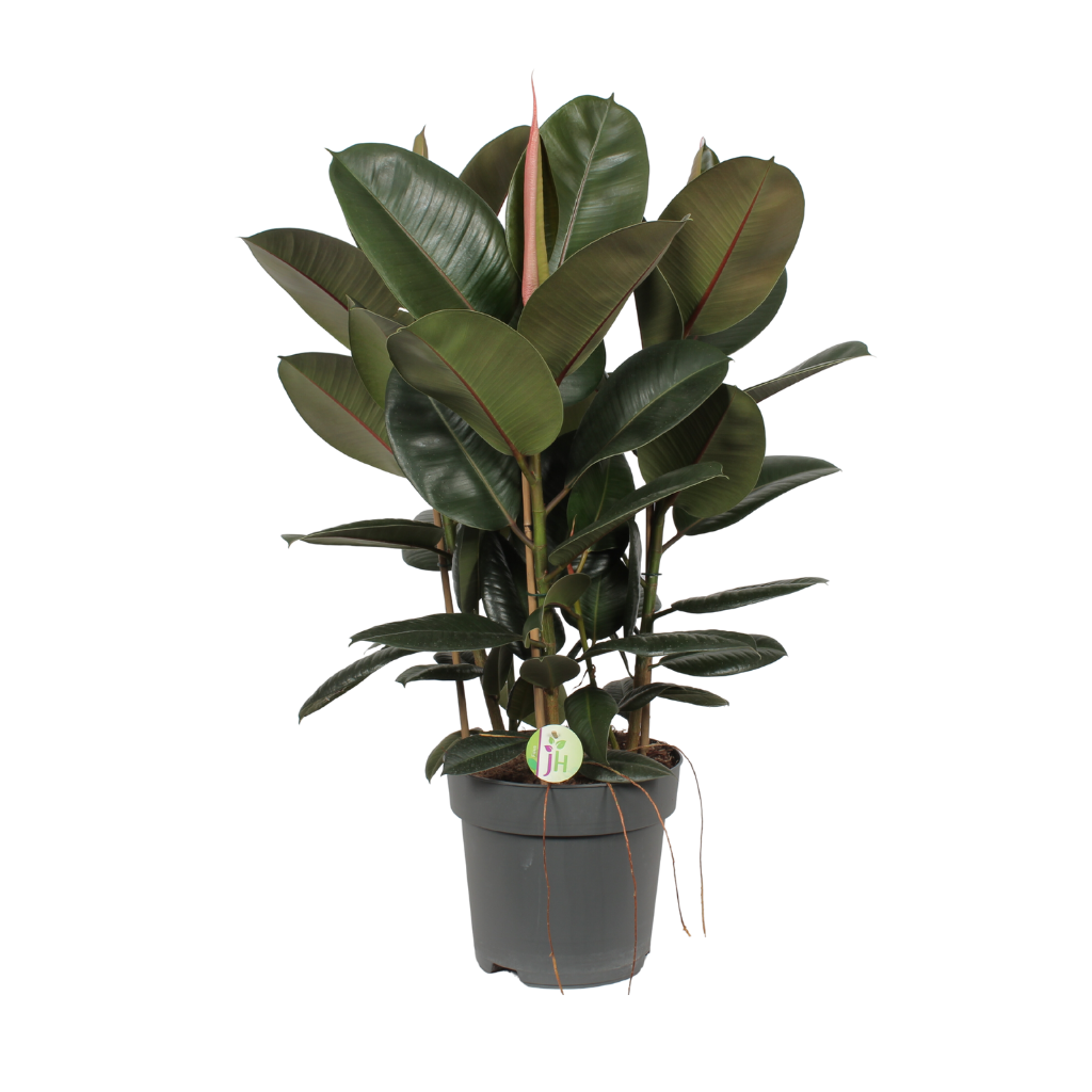 Rubberboom (Ficus Robusta) H 85 ø 27 cm