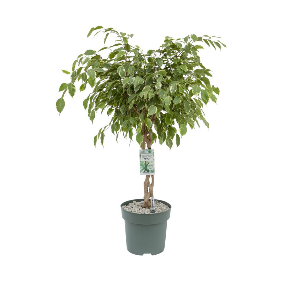 Rubberboom (Ficus Safrana) H 110 ø 27 cm