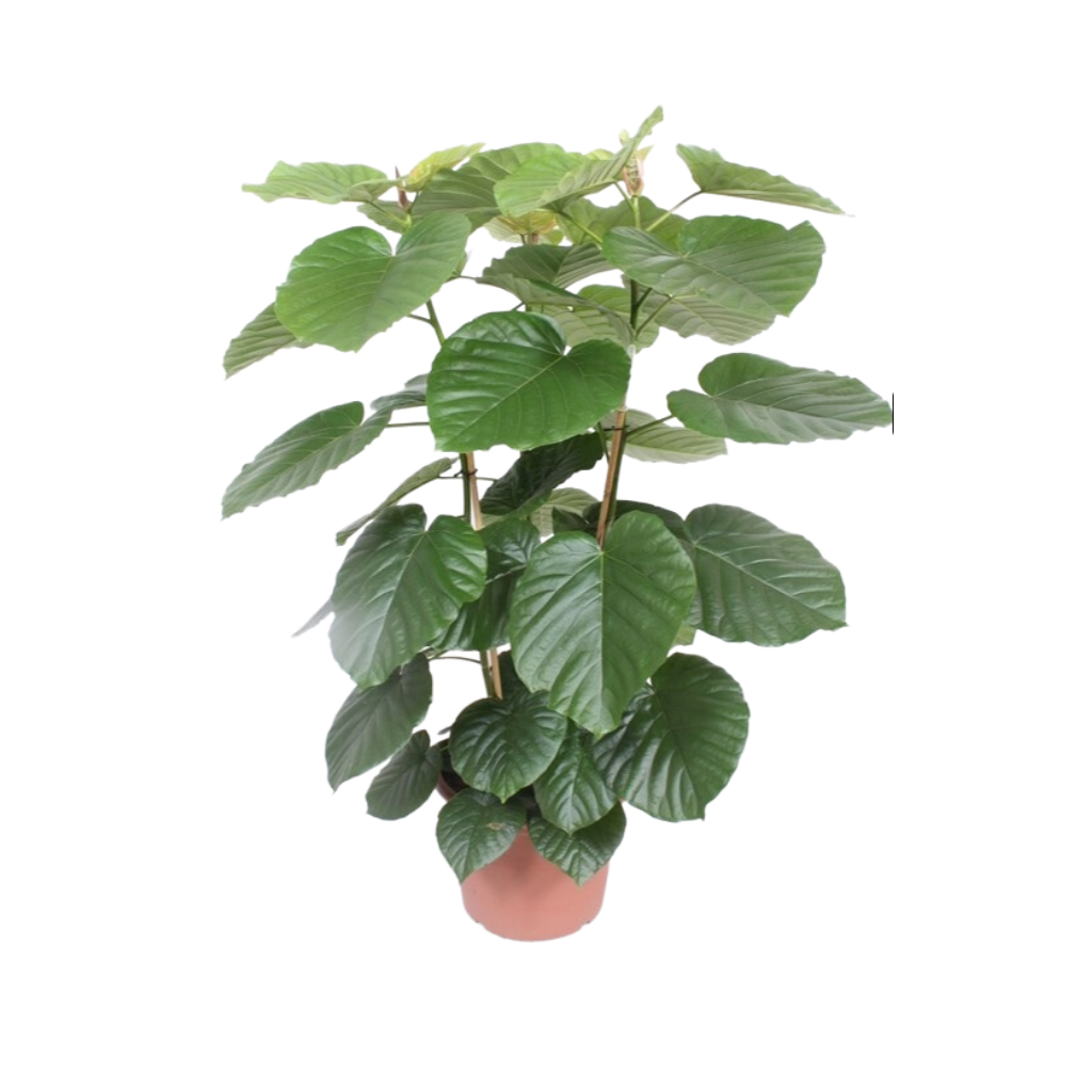 Rubberboom (Ficus Umbellata) H 150 ø 45 cm