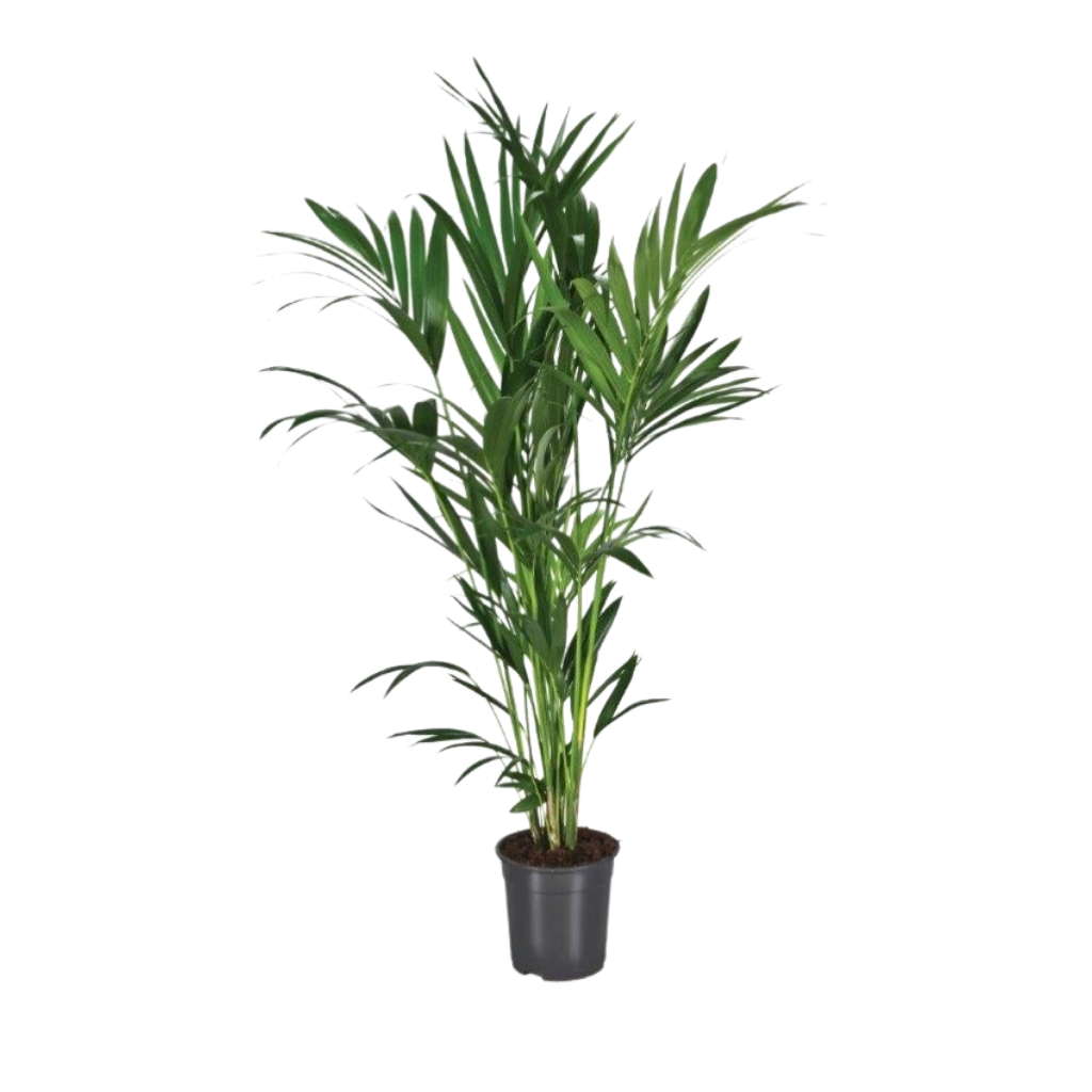 Kentia palm (Howea Forsteriana) H 140 ø 24 cm