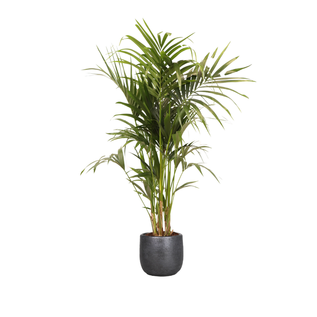 Kentia palm (Howea Forsteriana) H 180 ø 32 cm