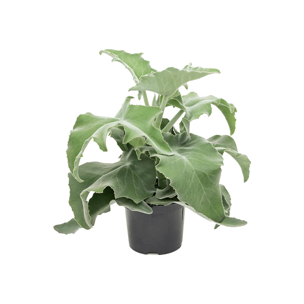 Olifantsoor (Kalanchoe Beharensis Xl) H 50 ø 19 cm