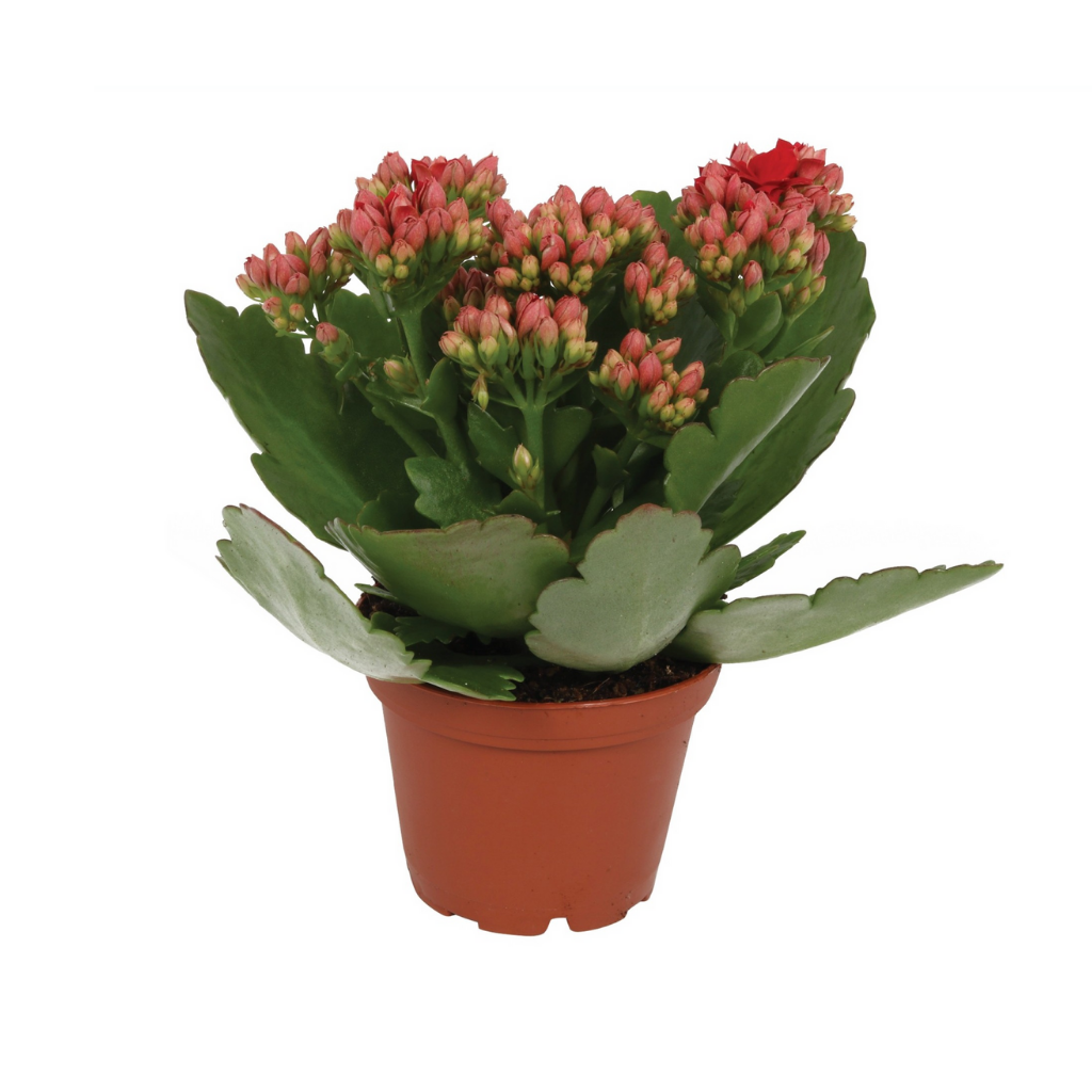 Woestijnroos (Kalanchoe Blossfeldiana) 12,5 cm