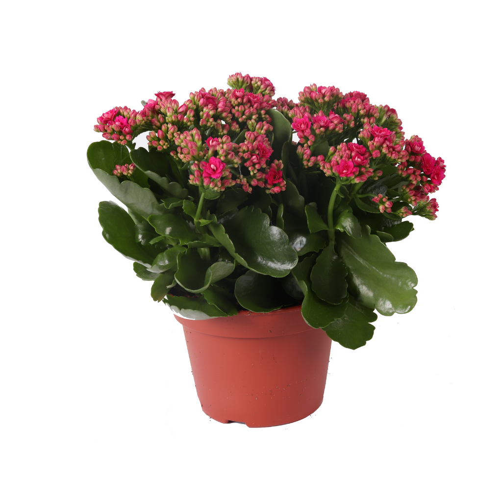Woestijnroos (Kalanchoe Blossfeldiana) 24 cm