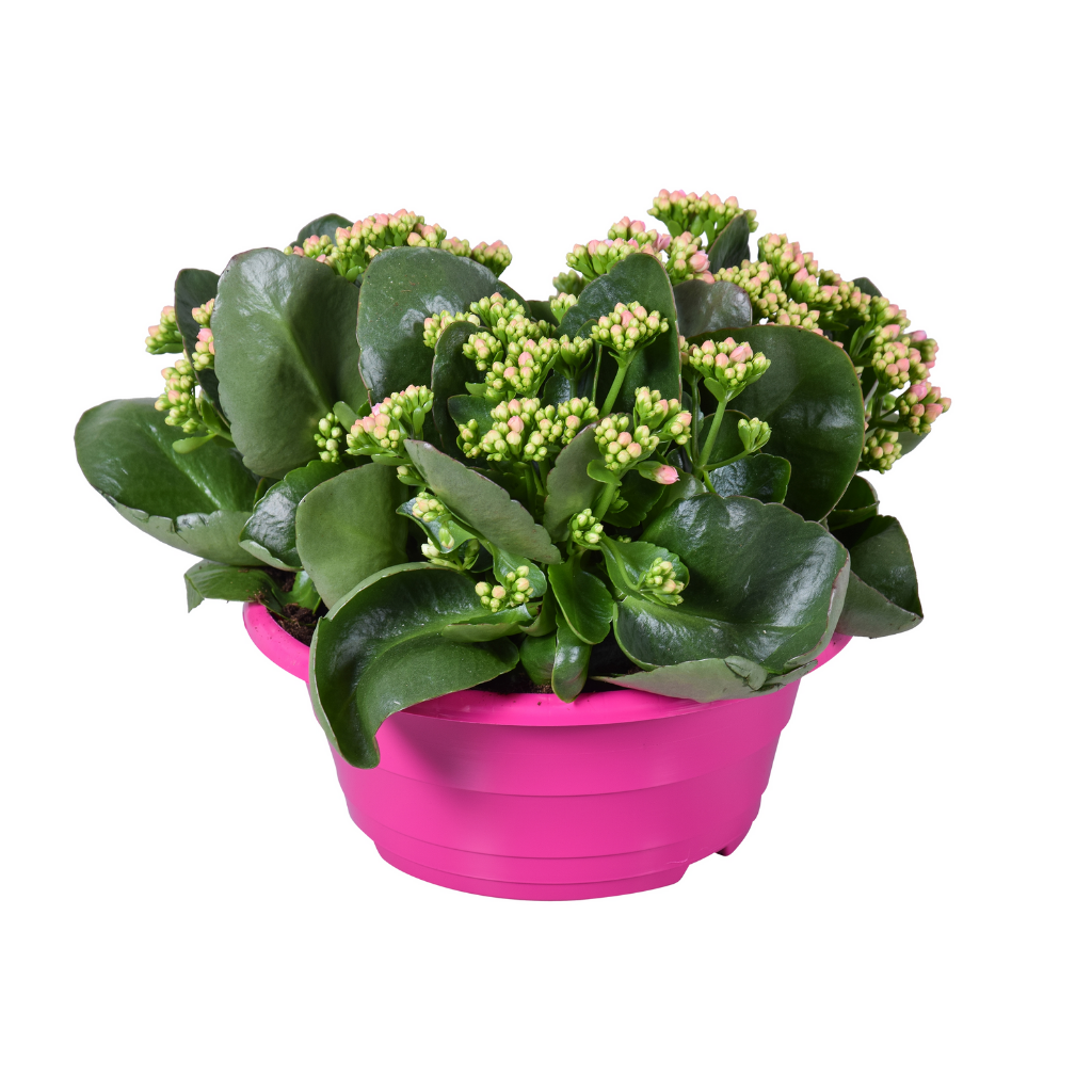 Woestijnroos (Kalanchoe Blossfeldiana) 27,5 cm