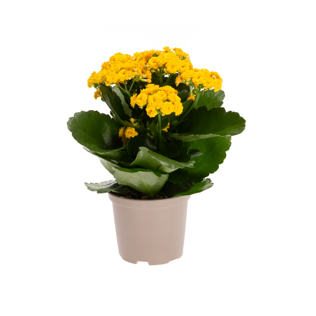 Woestijnroos (Kalanchoe Blossfeldiana) 22,5 cm