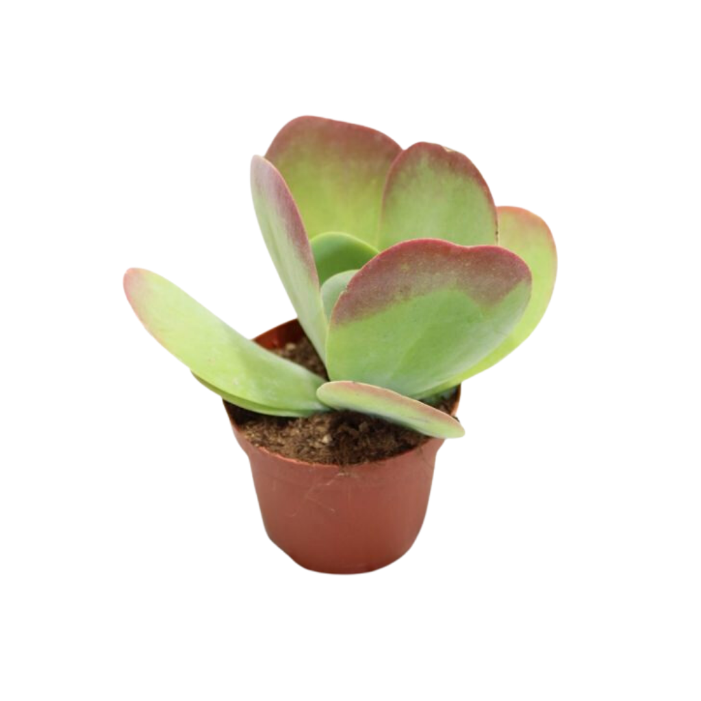 Kalanchoe Thyrsiflora 27,5 ø 15 cm