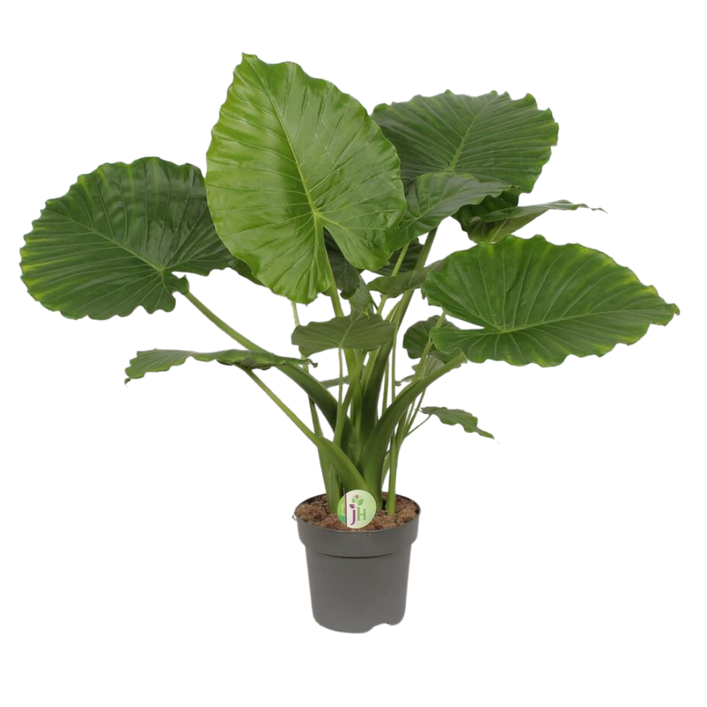 Olifantsoor (Alocasia Gageana California) H 85 ø 21 cm