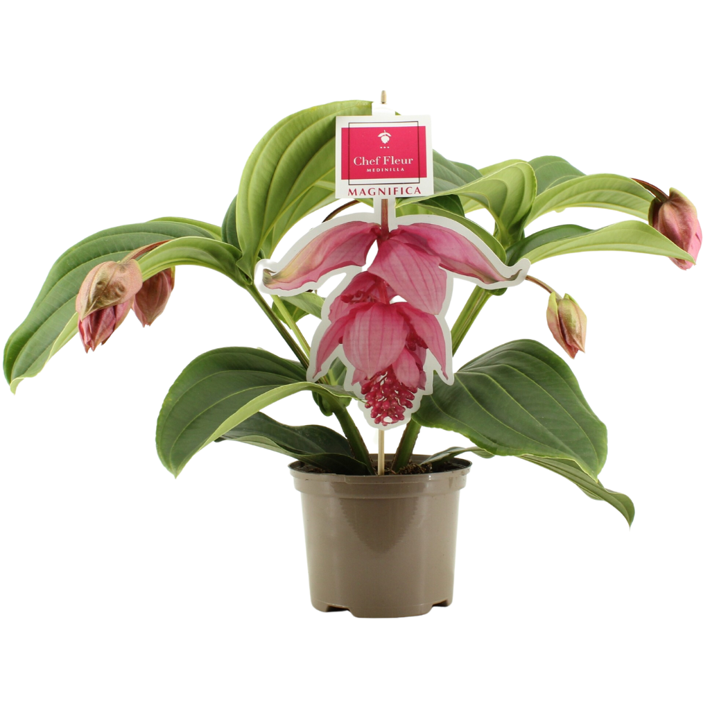 Medinilla (Medinilla Magnifica) 55 cm