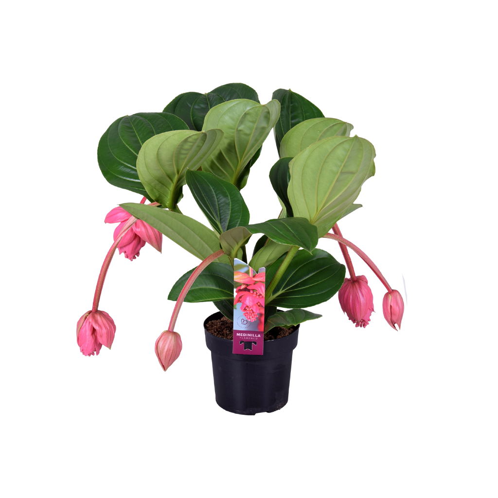 Medinilla (Medinilla Magnifica Flamenco) 55 cm