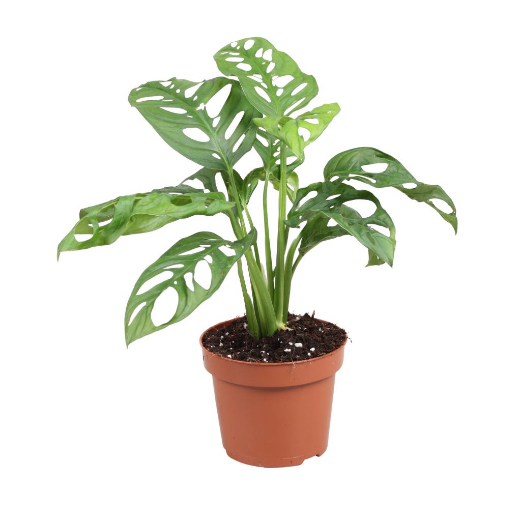 Gatenplant (Monstera Adansonii) H 30 ø 12 cm