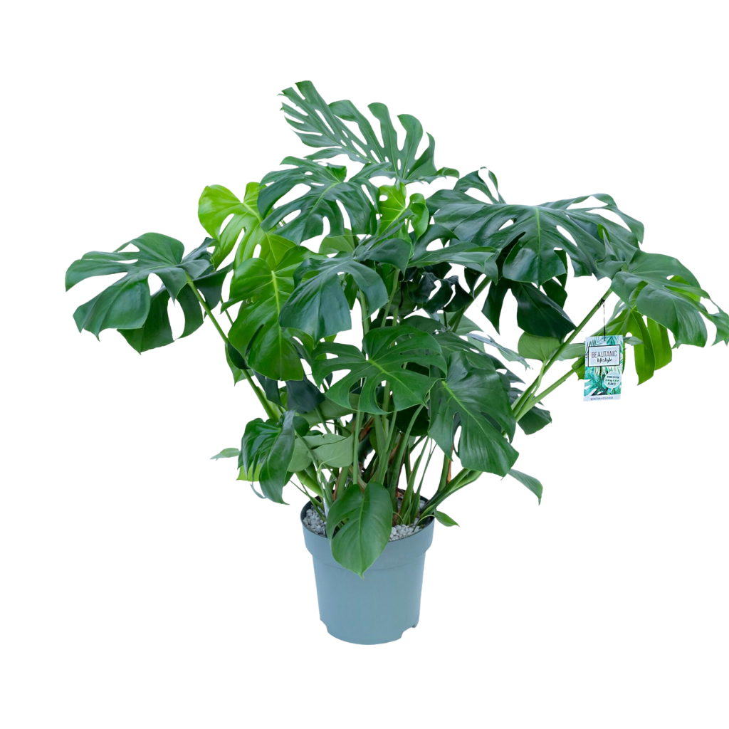 Gatenplant (Monstera Delicousa) H 75 ø 30 cm