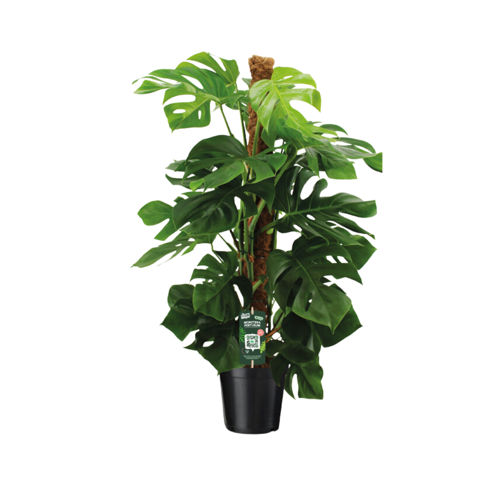 Gatenplant (Monstera Pertusum) H 125 ø 24 cm