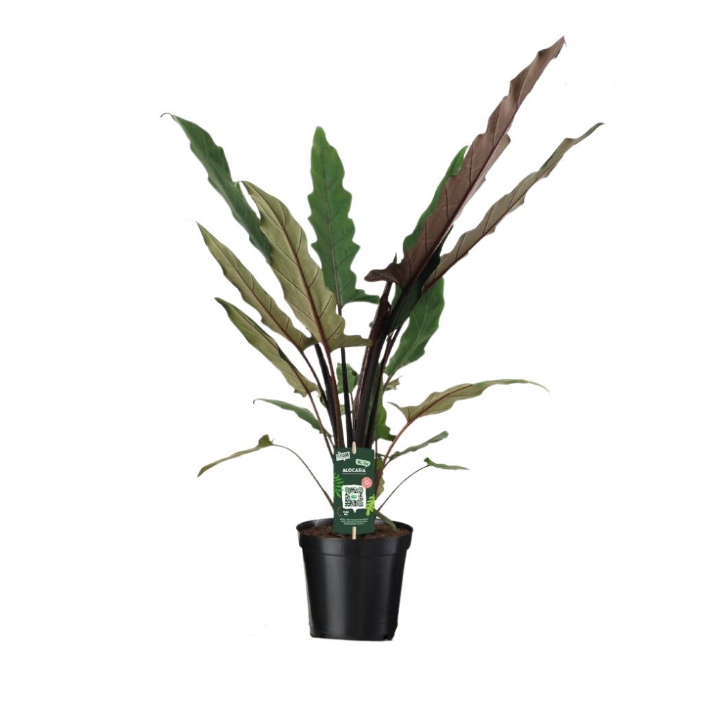 Olifantsoor (Alocasia Lauterbachiana) H 85 ø 19 cm