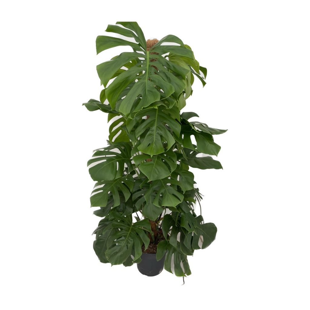 Gatenplant (Monstera Pertusum) H 150 ø 27 cm