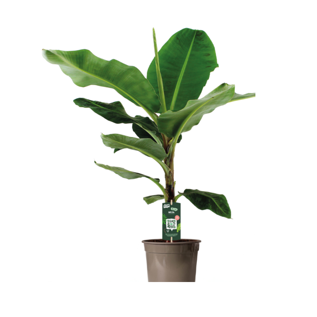 Bananenplant (Musa Dwarf Cavendish) H 140 ø 35 cm