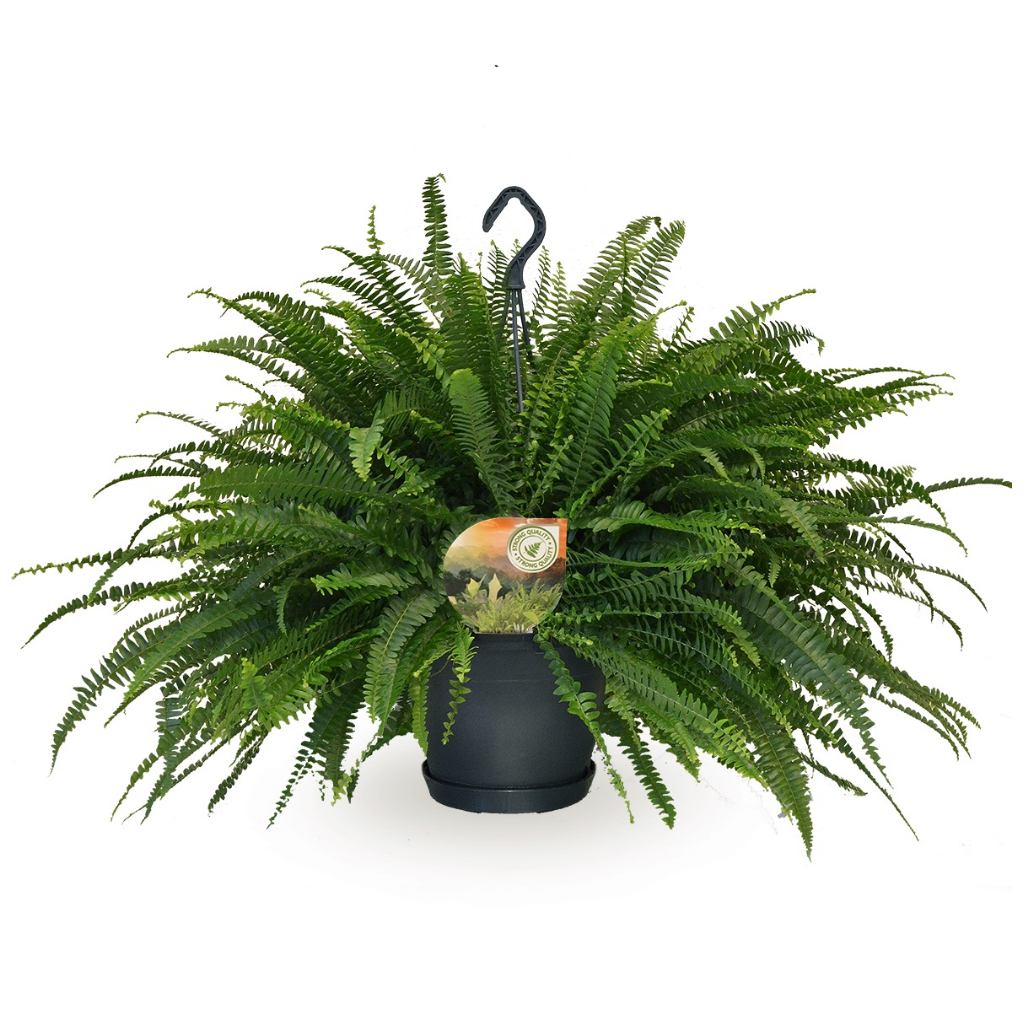 Krulvaren (Nephrolepis Green Lady) H 60 ø 20 cm