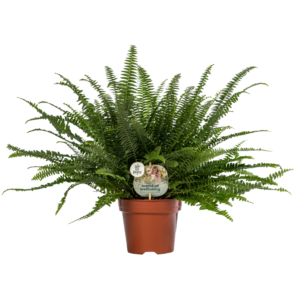 Krulvaren (Nephrolepis Green Lady) H 60 ø 17 cm