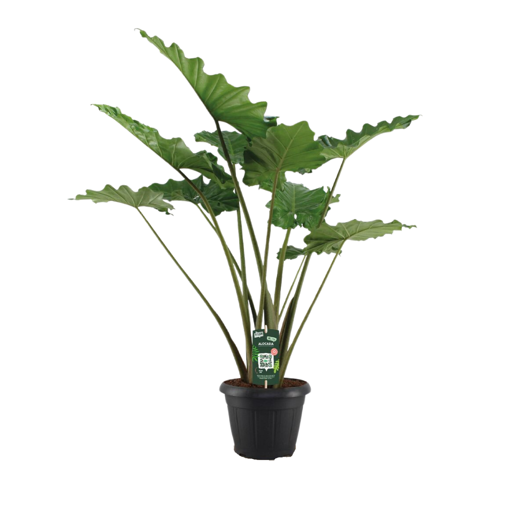 Olifantsoor (Alocasia Portodora) H 130 ø 35 cm
