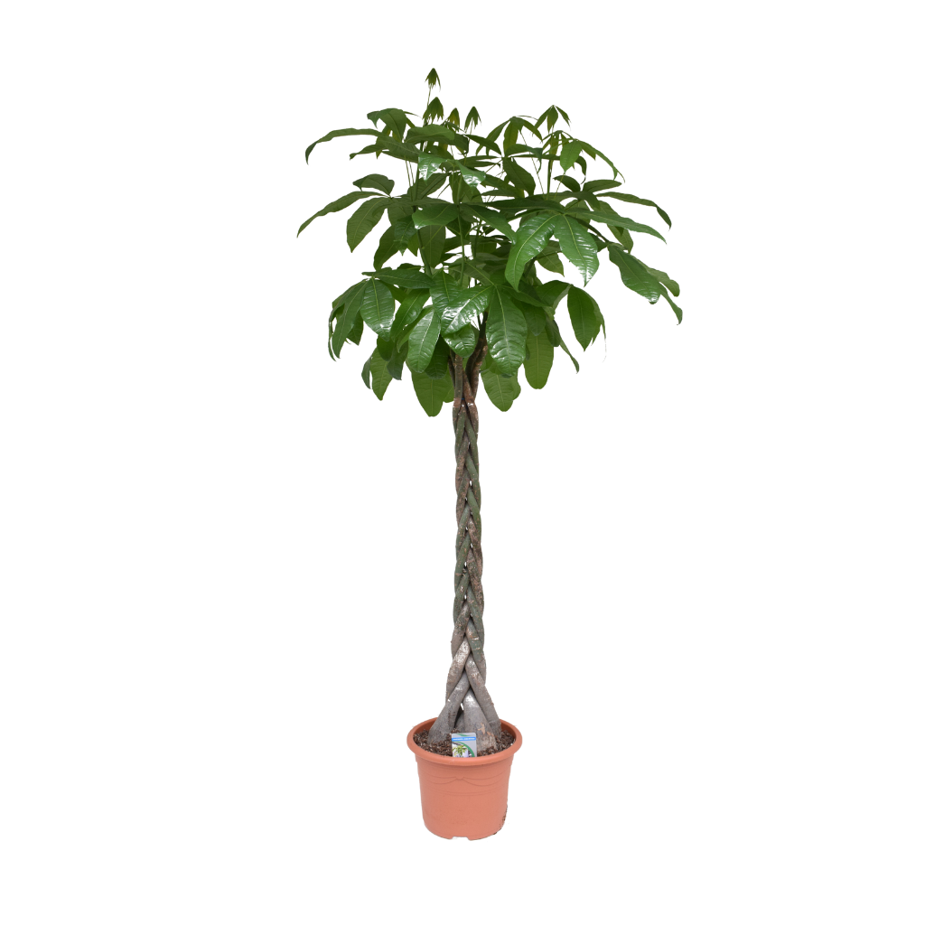 Geldboom (Pachira Aquatica) H 170 ø 31 cm