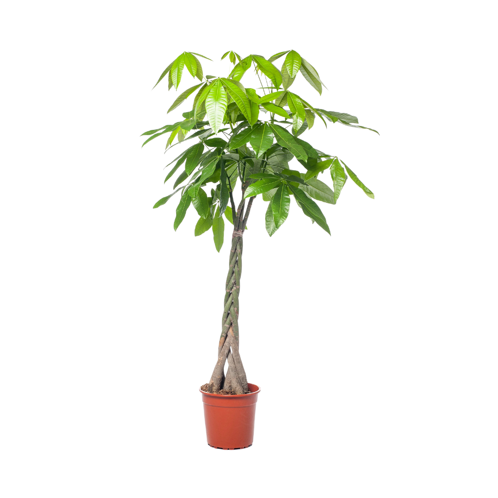 Geldboom (Pachira Aquatica XL) H 190 ø 35 cm