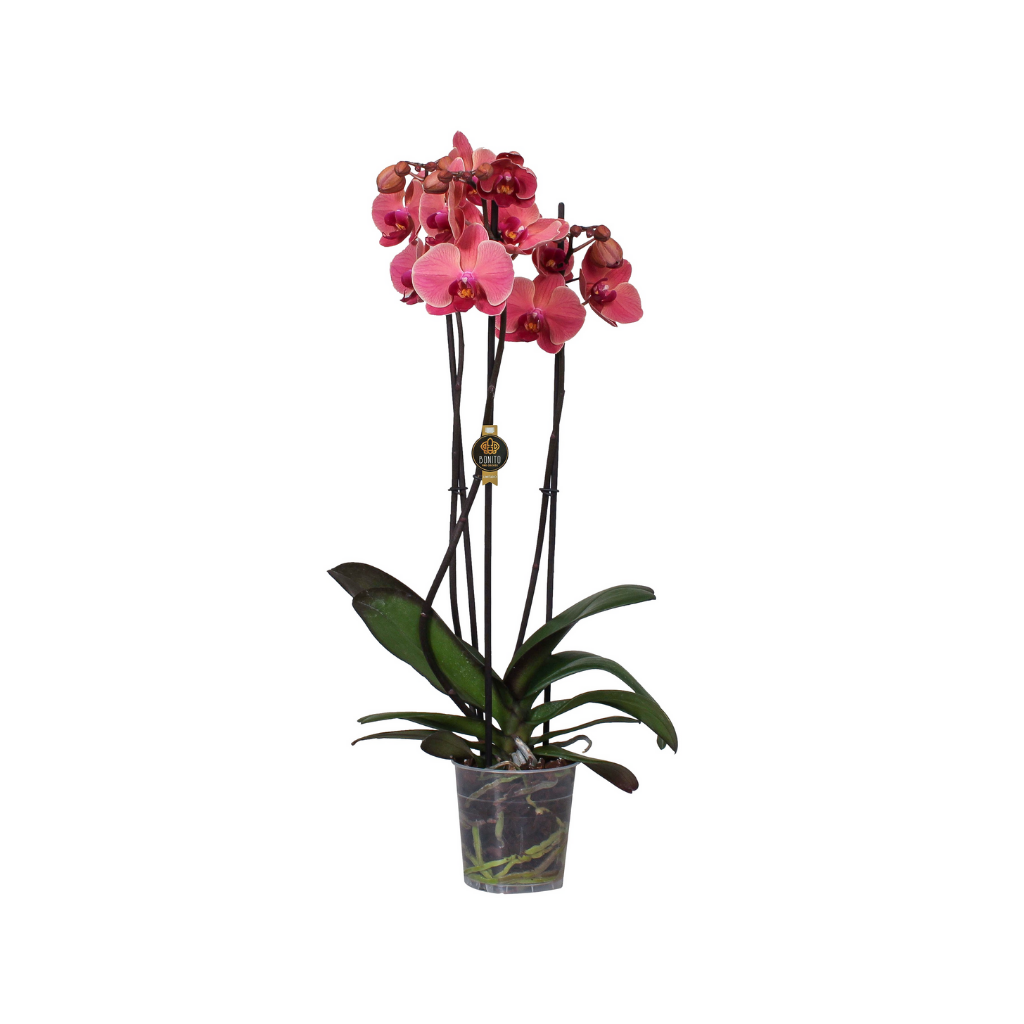 Vlinderorchidee (Phalaenopsis 3-tak) 55 cm