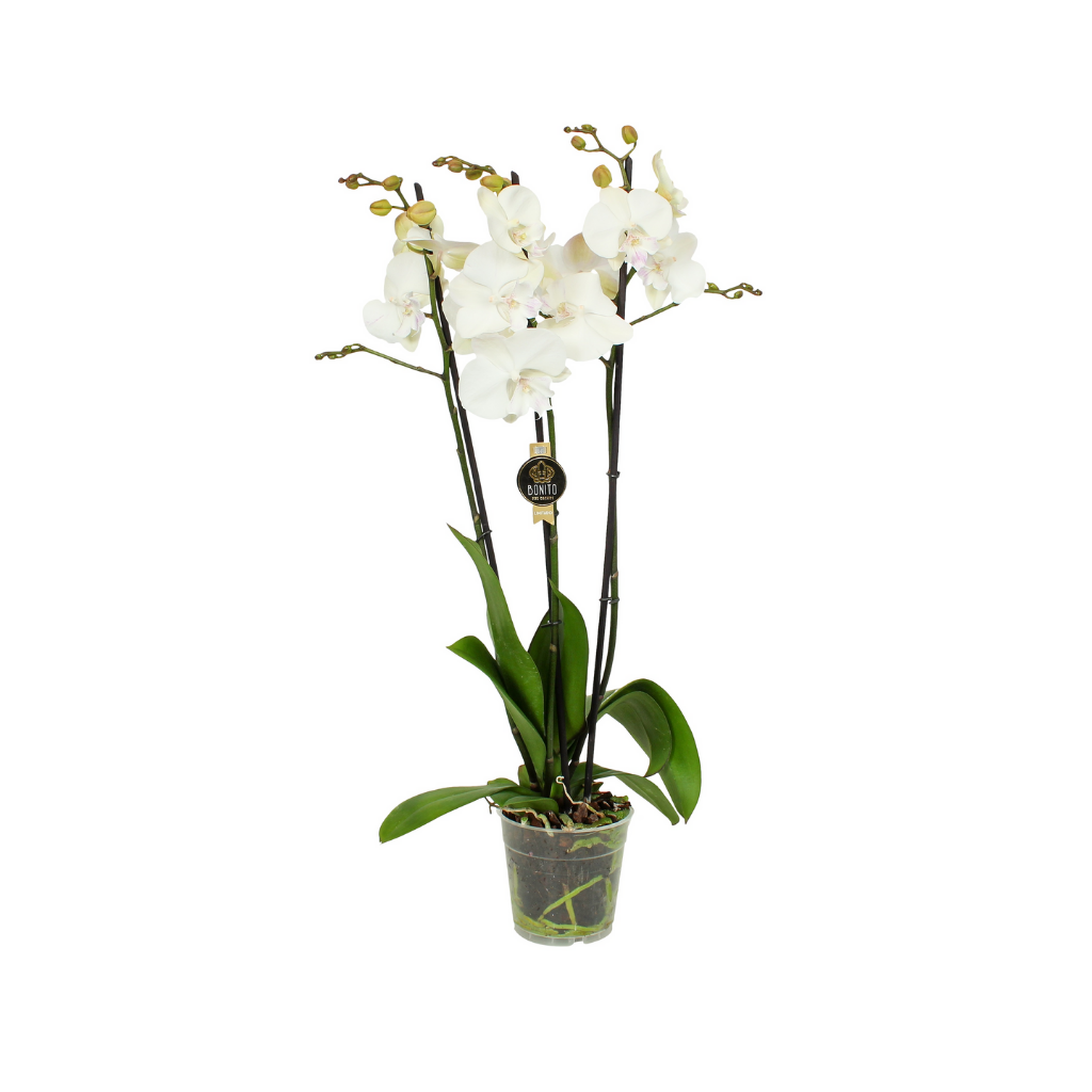 Vlinderorchidee (Phalaenopsis Wit 3-tak) 55 cm