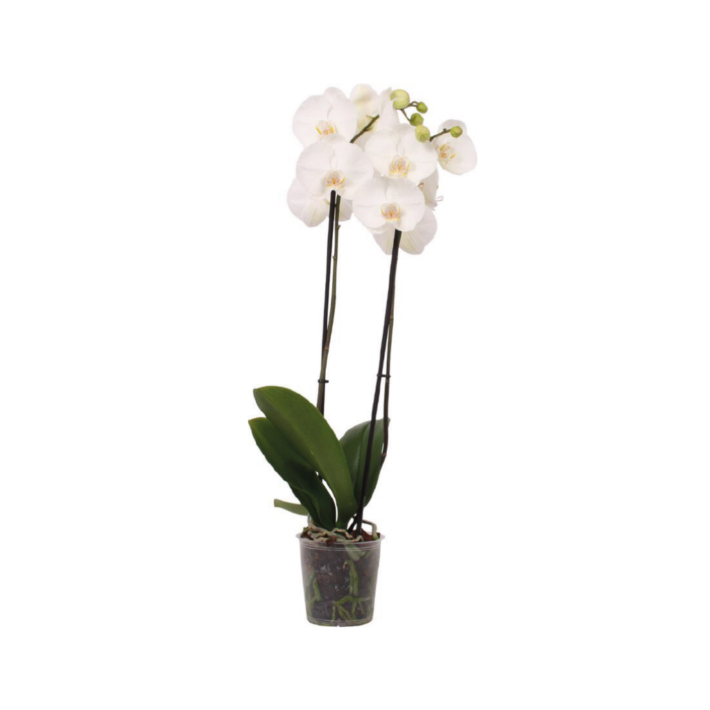 Vlinderorchidee (Phalaenopsis Wit XL 2-tak) 90 cm