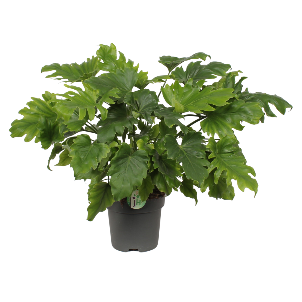 Philodendron Little Hope H 60 ø 21 cm
